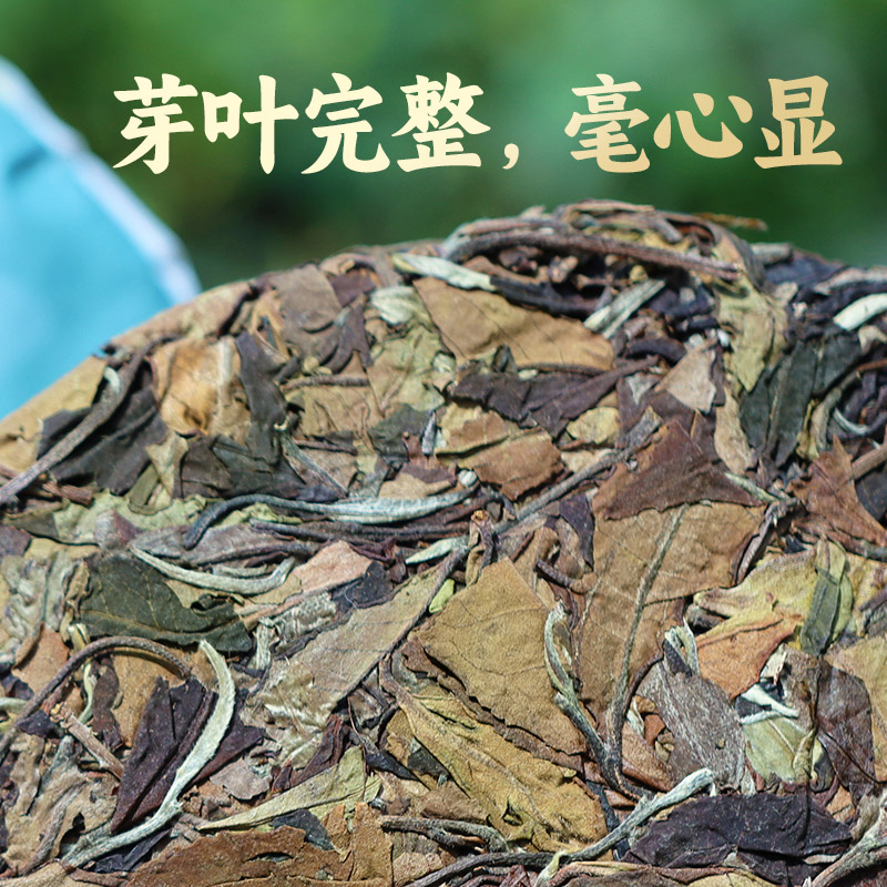 金帆茶-古韻白鷺（白牡丹，2020年版）